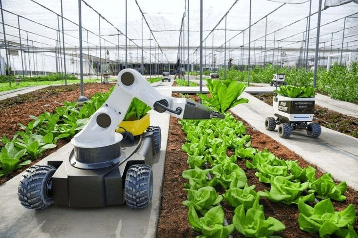 Interior of a greenhouse with controlled growing rows
