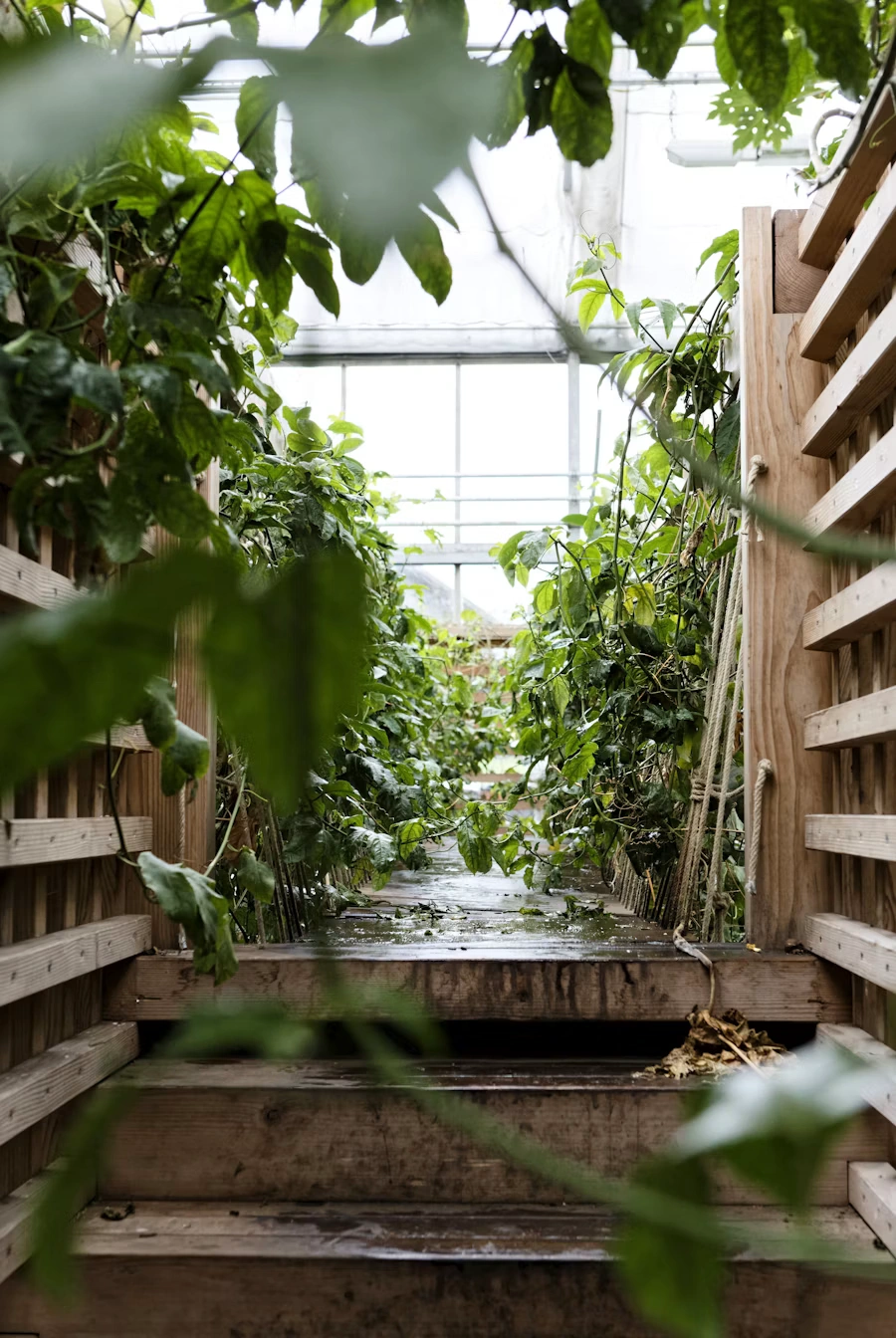 Interior of a greenhouse with controlled growing rows