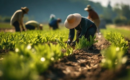 Agricultural farm field