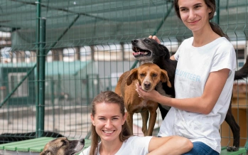 Animal welfare organization caring for dogs
