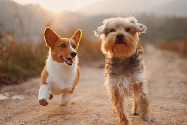 Animal welfare organization caring for dogs