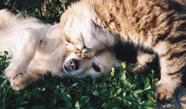 Pet care chain with cats and dogs