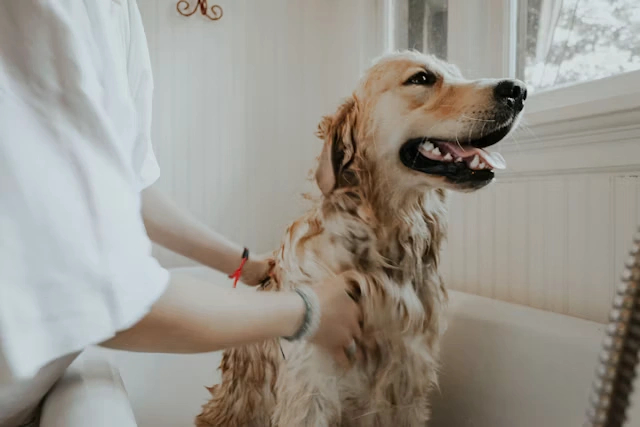 Veterinary hospital team treating an animal
