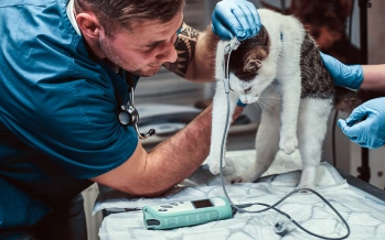 Veterinary hospital team treating an animal